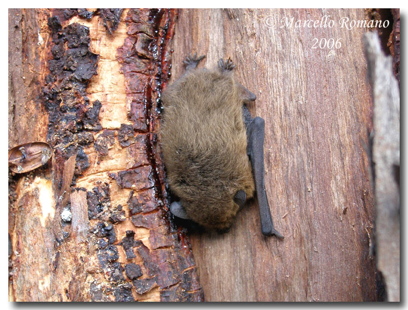 Sotto la corteccia di eucalipto - Pipistrellus sp.